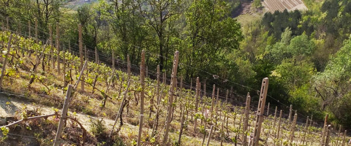 Aussergewöhnliche Degustationen im Mai und Juni